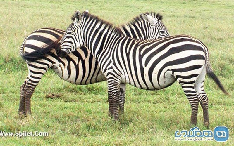 تور تانزانیا و کنیا، طبیعت و حیات وحش