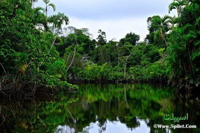 تور-جنگلهای-آمازون-و-برزیل-6483