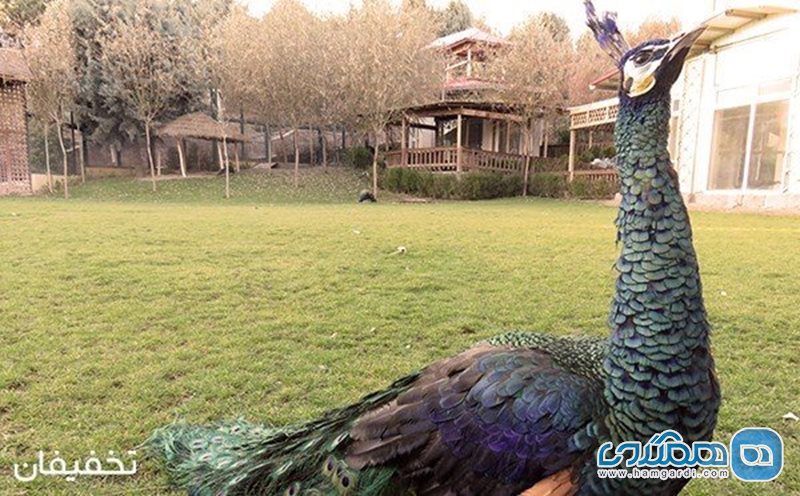 66% تخفیف پکیج کامل و بی نظیر باغ پرندگان تهران با برنامه های متنوع و جالب ویژه سال نو میلادی