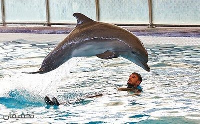 60% تخفیف نمایش باشکوه دلفین ها در دلفیناریوم برج میلاد