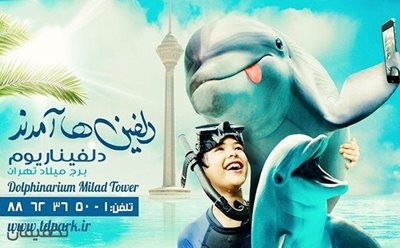 تهران-60-تخفیف-نمایش-باشکوه-دلفین-ها-در-دلفیناریوم-برج-میلاد-91588