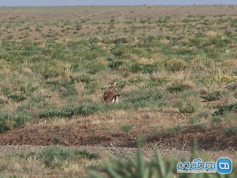 پناهگاه حیات وحش میاندشت