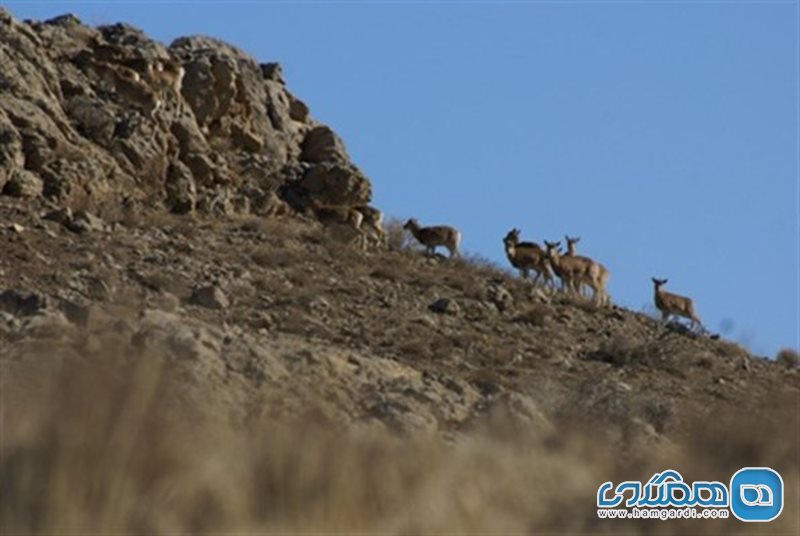 منطقه حفاظت شده ورجین