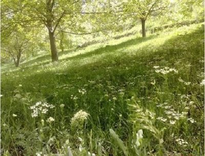 فاروج-روستای-اسفجیر-17817