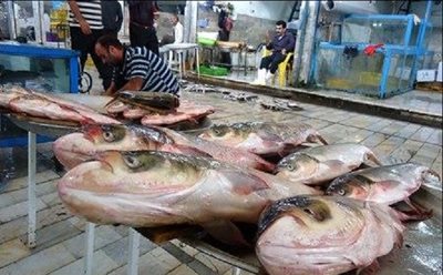 بازار ماهی تنکابن