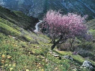 کرمانشاه-کوه-چال-آباد-35223