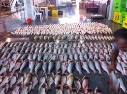بازار الگویی ماهی فروشان رشت