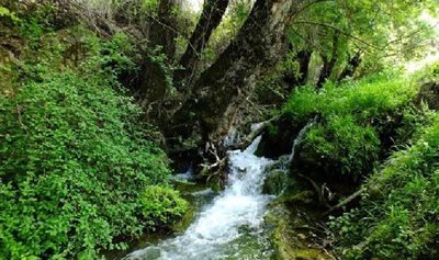 باشت-منطقه-حفاظت-شده-رود-رونه-39342