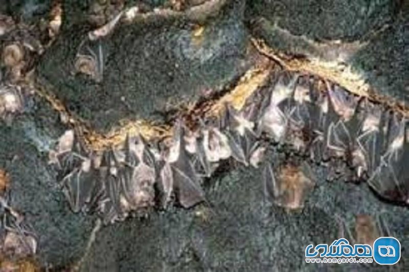 غار مژاره