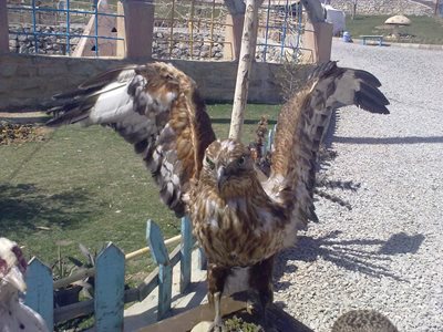 کرمانشاه-باغ-پرندگان-صدف-56988