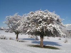 روستای ناش