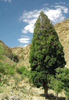 آبشار رحمت آباد