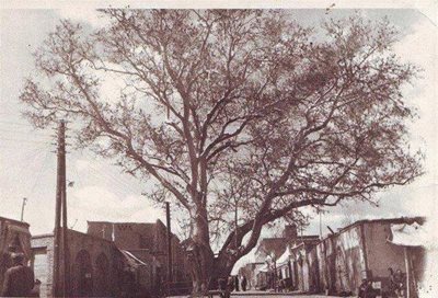 اسکو-درخت-چنار-1200-ساله-اسکو-79799