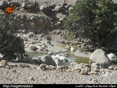 باشت-چشمه-شاه-پیچاب-89293