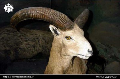 کرمانشاه-موزه-جانوری-کرمانشاه-91515