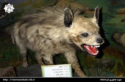 کرمانشاه-موزه-جانوری-کرمانشاه-91514