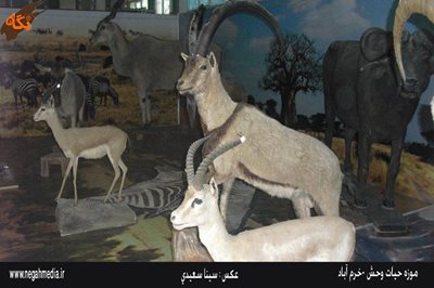 خرم-آباد-موزه-حیات-وحش-لرستان-92455