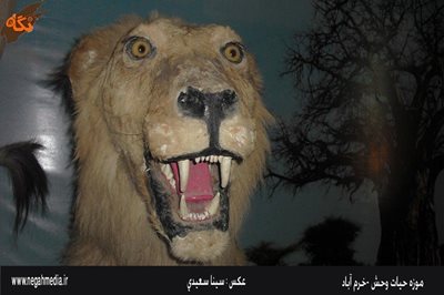 خرم-آباد-موزه-حیات-وحش-لرستان-92453