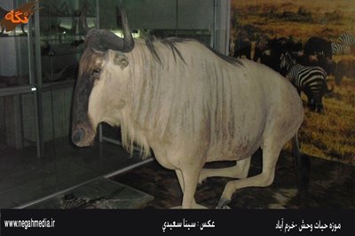 خرم-آباد-موزه-حیات-وحش-لرستان-92452