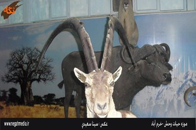 خرم-آباد-موزه-حیات-وحش-لرستان-92456