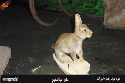 خرم-آباد-موزه-حیات-وحش-لرستان-92461