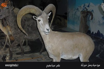 خرم-آباد-موزه-حیات-وحش-لرستان-92460