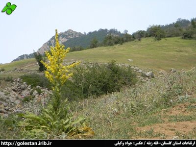 گرگان-قله-زبله-95111