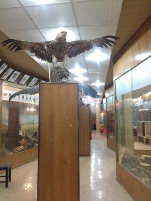اراک-موزه-جانورشناسی-دانشگاه-اراک-95480