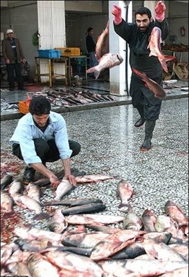 ساری-بازار-بزرگ-ماهی-فروشان-ساری-106978