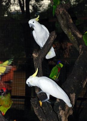 کوالالامپور-باغ-پرندگان-کوالالامپور-KL-Bird-park-116523