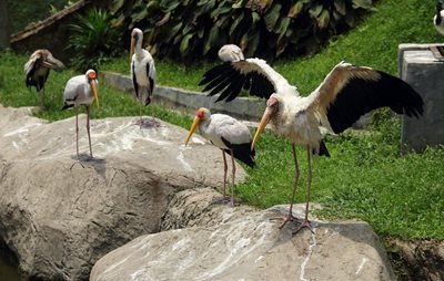 کوالالامپور-باغ-پرندگان-کوالالامپور-KL-Bird-park-116537