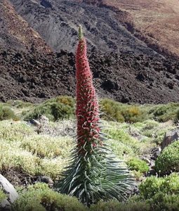 جزایر-قناری-کوه-آتشفشان-ال-تیده-Volcan-El-Teide-117198