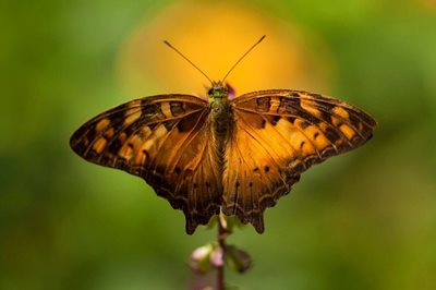 پینانگ-مزرعه-پروانه-Penang-Butterfly-Farm-117445