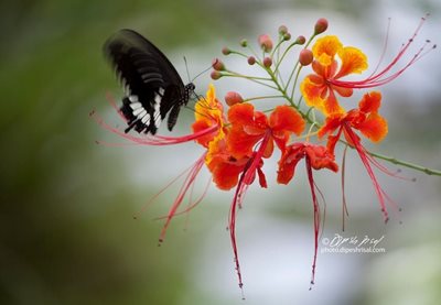 پینانگ-مزرعه-پروانه-Penang-Butterfly-Farm-117446