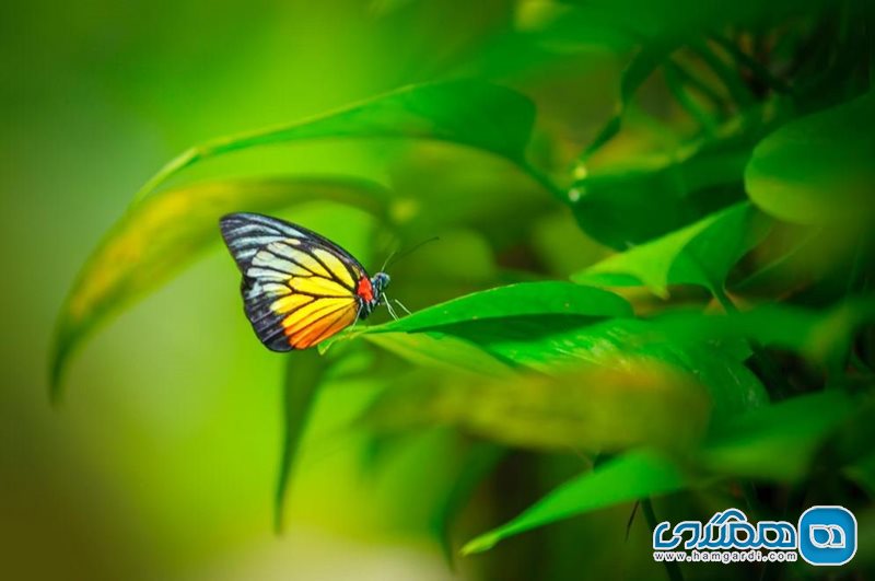 مزرعه پروانه Penang Butterfly Farm