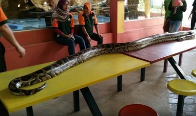 لنکاوی-باغ-پرندگان-لنکاوی-Langkawi-Wildlife-Park-Bird-Paradise-122320