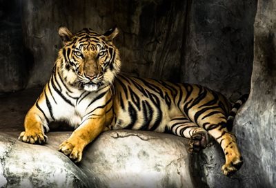پاتایا-باغ-وحش-ببرها-Sriracha-Tiger-Zoo-122901