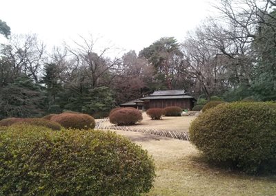 توکیو-آرامگاه-میجی-Meiji-Shrine-123733