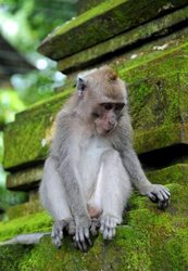 جنگل میمون ها Sacred Monkey Forest Sanctuary