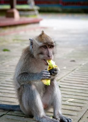 بالی-جنگل-میمون-ها-Sacred-Monkey-Forest-Sanctuary-125895