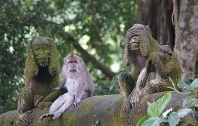 بالی-جنگل-میمون-ها-Sacred-Monkey-Forest-Sanctuary-125898