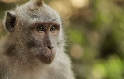بالی-جنگل-میمون-ها-Sacred-Monkey-Forest-Sanctuary-125899