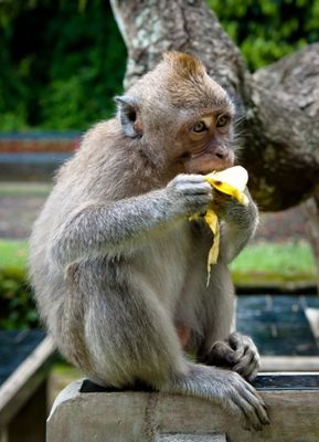 بالی-جنگل-میمون-ها-Sacred-Monkey-Forest-Sanctuary-125905