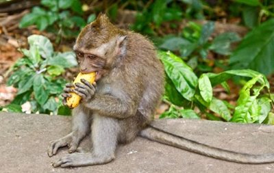 بالی-جنگل-میمون-ها-Sacred-Monkey-Forest-Sanctuary-125904