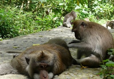 بالی-جنگل-میمون-ها-Sacred-Monkey-Forest-Sanctuary-125903