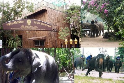 پاتایا-دهکده-فیل-ها-Elephant-Village-Pattaya-127407