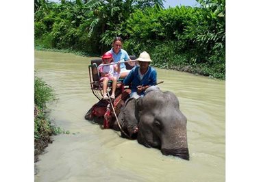 پاتایا-دهکده-فیل-ها-Elephant-Village-Pattaya-127412