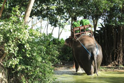پاتایا-دهکده-فیل-ها-Elephant-Village-Pattaya-127413