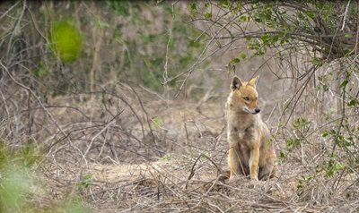 پارک ملی کلادو Keoladeo National Park