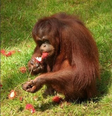 ساراواک-نمایش-اورانگوتان-ها-The-Great-Orangutan-Project-135444